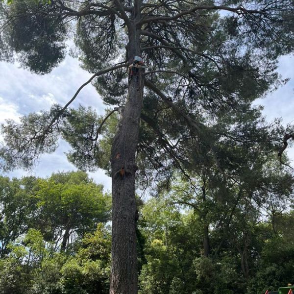 Création et entretien de jardins